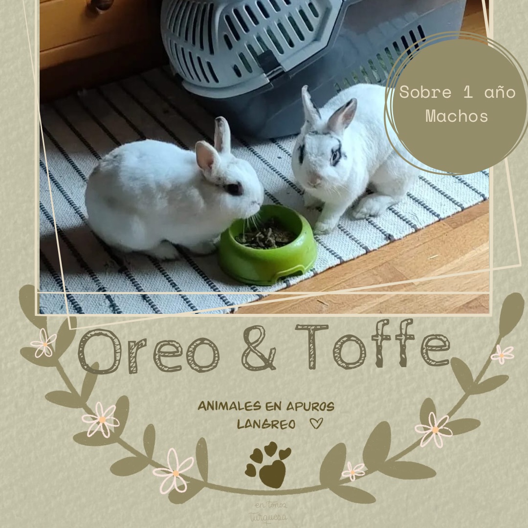 Imagen de dos conejos en adopcion