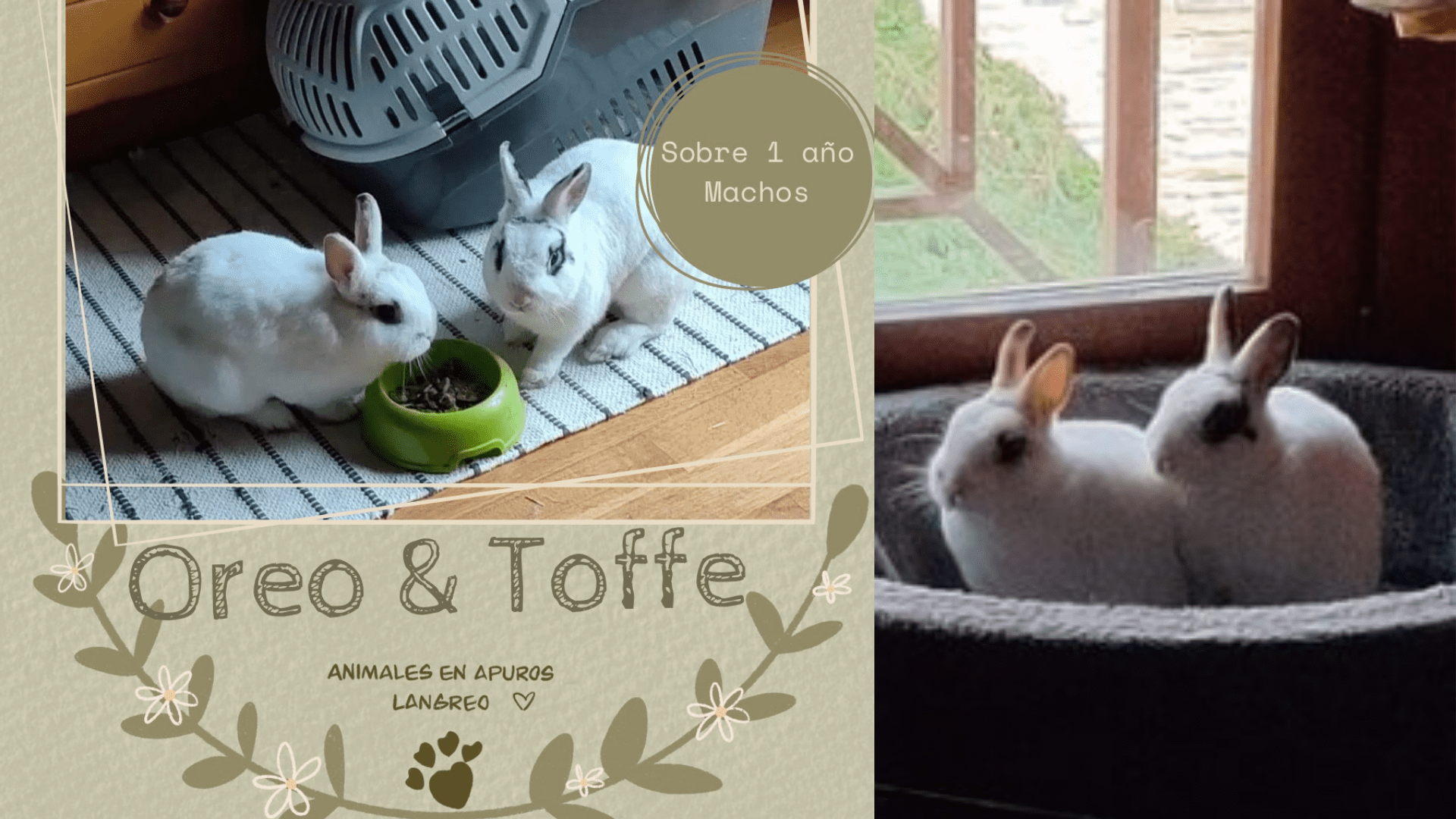 Fotografía de dos conejos en adopción